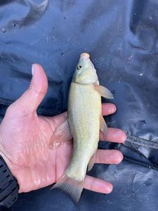Tench