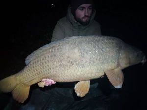 Common Carp