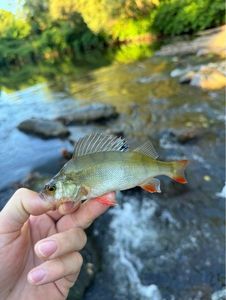 European Perch