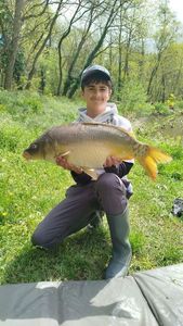 Mirror Carp