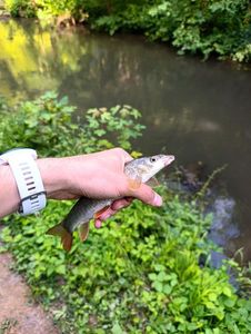 Barbel