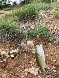 Largemouth Bass