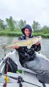 Zander