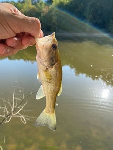 Smallmouth Bass