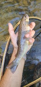 Brown Trout