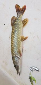 Northern Pike