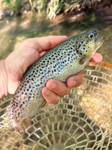 Brown Trout