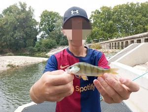 European Perch