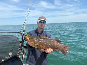 Ballan Wrasse