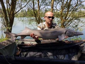 Sturgeon