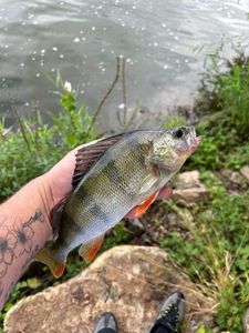 European Perch