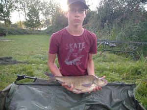 Common Bream