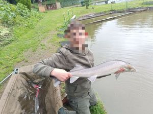 Sturgeon