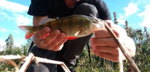European Perch