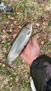 Rainbow Trout