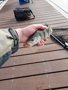 European Perch