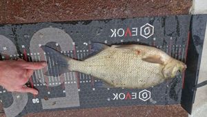 Common Bream