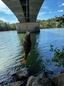Yellow Perch