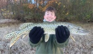 Northern Pike