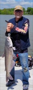 Blue Catfish