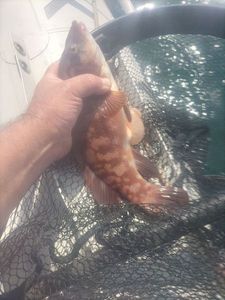 Ballan Wrasse