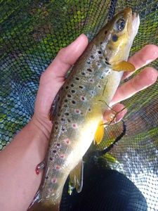 Brown Trout