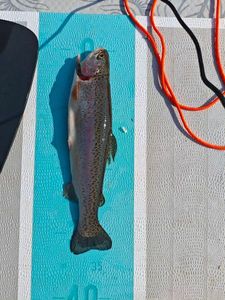 Rainbow Trout