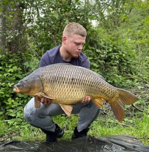 Common Carp