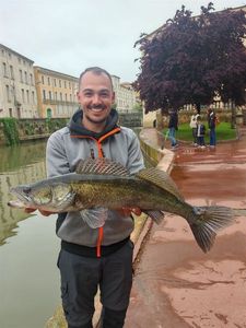 Zander
