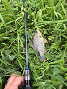 Tilapia