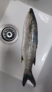 Golden grey mullet