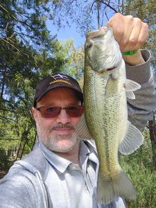 Largemouth Bass