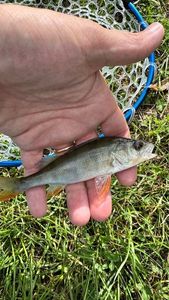European Perch