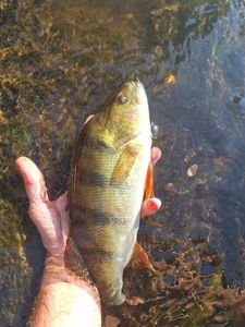 European Perch
