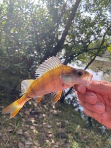 European Perch