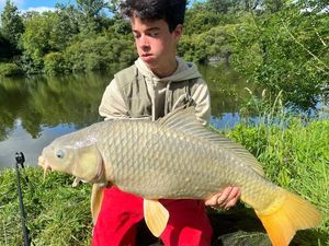 Common Carp