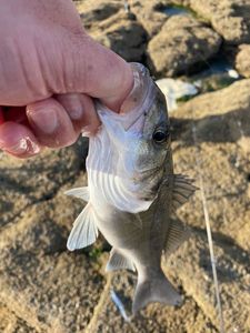 European Bass (Seabass)