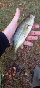 Largemouth Bass