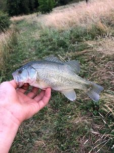 Largemouth Bass