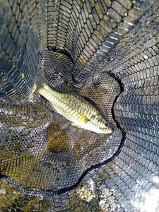 Largemouth Bass