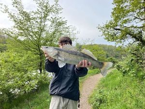 Zander