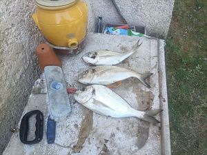 Gilthead Seabream
