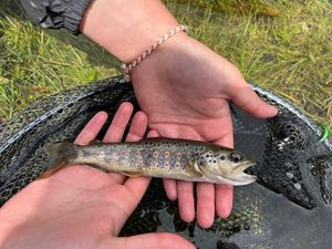 Brown Trout