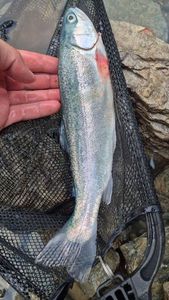 Rainbow Trout