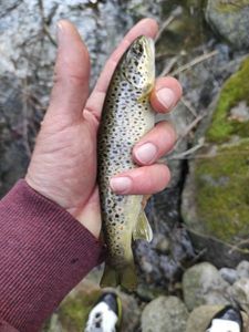 Brown Trout