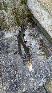 Black Bullhead