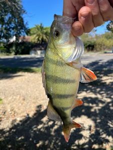 European Perch