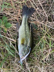 Largemouth Bass