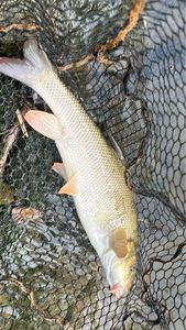 Barbel