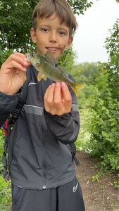 European Perch
